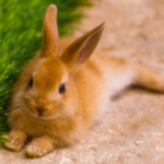 Ensure your rabbit gets the most from its next vet visit by following our easy tips