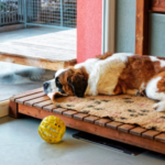 Choosing a kennels for your dog in Towcester