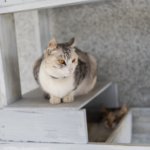 Our tips for choosing a cat sitter