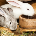 Holiday care for small mammals in Towcester