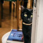 How to keep your cat calm on a vet visit to Towcester Vets