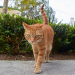 How to keep an arthritic cat comfortable at home