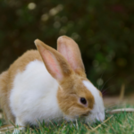 Test yourself on the signs and symptoms of rabbit arthritis