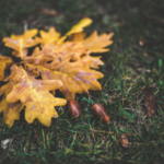 Four poisonous plants every Northamptonshire farmer should be able to spot