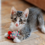 Towcester Veterinary Centre’s top tips for cat toys and Christmas gifts