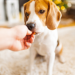 Diet friendly treats for dogs at Christmas