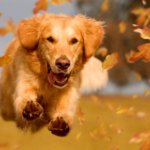 Making new year’s resolutions for dogs in Northamptonshire