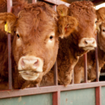 Towcester Veterinary Centre’s top tips for housed cattle health