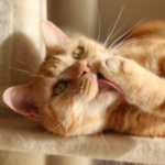 Coat care for cats in Northamptonshire this winter