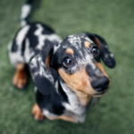 20 most popular dogs breeds of 2020