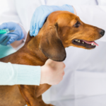 Get ready for spring with canine vaccinations
