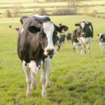 Advice on Leptospirosis protection in dairy herds from Towcester Veterinary Centre