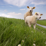 Clostridial disease advice for Northamptonshire sheep and lambs