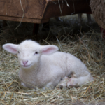 Gareth shares advice on how to give newborn lambs the best start