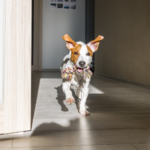 A new dog owners’ guide to responsible petcare in Towcester