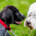 Towcester Veterinary Centre’s post-lockdown puppy socialisation checklist