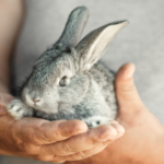 Try these rabbit enrichment tips from Towcester Veterinary Centre