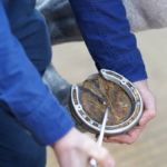 Understanding Hoof Abscesses