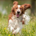 The importance of insurance for pets in Towcester