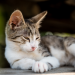 Important advice on feline pancytopenia for cat owners in Towcester