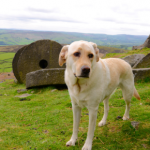 Towcester Veterinary Centre’s summer dog holiday recommendations