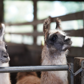 Newborn Cria Care