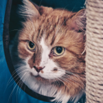 How to find the right cat sitter in Northamptonshire