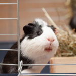 Use Towcester Veterinary Centre’s list to beat the Guinea Pig Holiday Blues