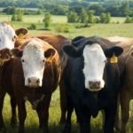 New scheme promises recognition for TB free herds