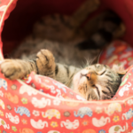 Help, my cat is having kittens! Read our pregnancy advice