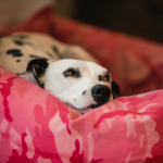 Catharina answers FAQs on dog pregnancy