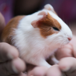 Breeding guinea pigs safely – why age matters