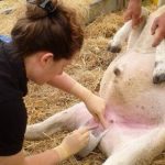 Last call for ‘Teaser Ram’ Vasectomies