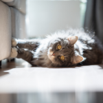 Towcester Veterinary Centre gets honest about cats