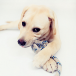 Catharina Arthurs answers your questions on your puppy’s chewing phase