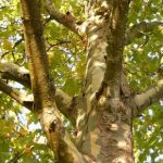 Protect your horse against sycamore poisoning (Atypical Myopathy) this autumn