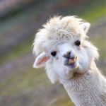 Why now is a good time for camelid worm egg counts