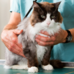 Four things your cat should be checked for this autumn at Towcester Veterinary Centre