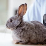 Catharina Arthurs advises what to look out in your rabbit pre-winter