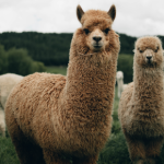 Body condition scoring alpacas