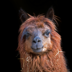 Using eye colour scoring to assess for anaemia in alpacas