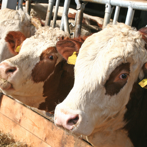 Maximise space and minimise feed costs this Winter