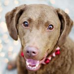 Why you need dog friendly days out in Northamptonshire this December