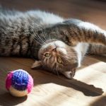 Six common concerns for cat owners in Northamptonshire at Christmas