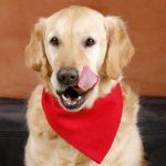 Towcester Veterinary Centre’s list of Christmas foods your dog can and can’t eat