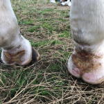 Veterinary Surgeon Holly discusses Mud Fever