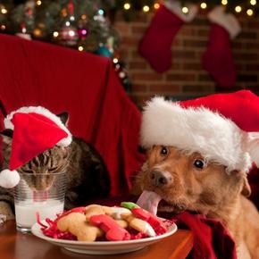 Pet-proof your home this Christmas to avoid these hazards
