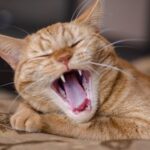 Towcester Vets explains the signs of feline dental disease to look for