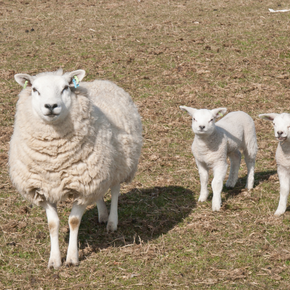 Worming (or not!) ewes at lambing