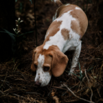 Get Towcester Vets advice on dog fleas, worms, and ticks